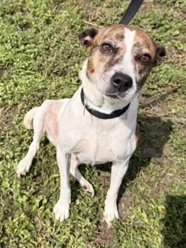 DAISY -  Fox Terrier and Mixed Breed Dog for Adoption in Fort Lauderdale, Florida - DAISY | PetCurious