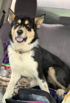 Husky Dogs Available for Adoption in Gillette, Wyoming - Xiao | PetCurious