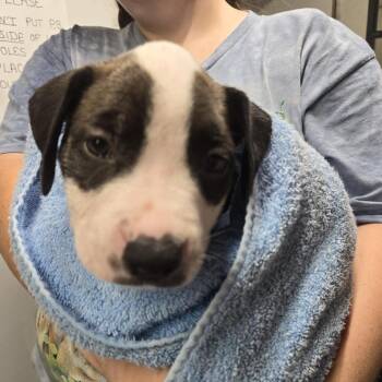 Topaz -  Mixed Breed Dog for Adoption in Lake Panasoffkee, Florida - Topaz | PetCurious