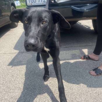 Rescue Mixed Breed Dogs for Adoption in Huntington, West Virginia - Ozzy Pawsbourne Stray Hold 6/5 | PetCurious