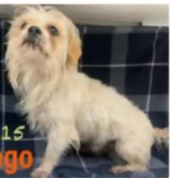 Shih Tzu and Mixed Breed Dogs Available for Adoption - Chicago | PetCurious