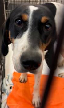 Coonhound Dogs Available for Adoption - BECCA | PetCurious