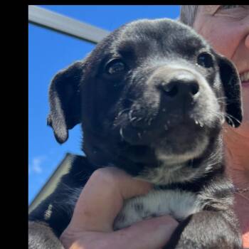 Colt -  Black Labrador Retriever and Pit Bull Terrier Dog for Adoption in Cashmere, Washington - Colt | PetCurious