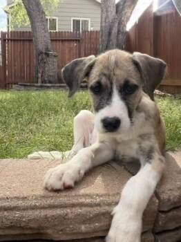 Crow -  Great Pyrenees Dog for Adoption in Colorado Springs, Colorado - Crow | PetCurious