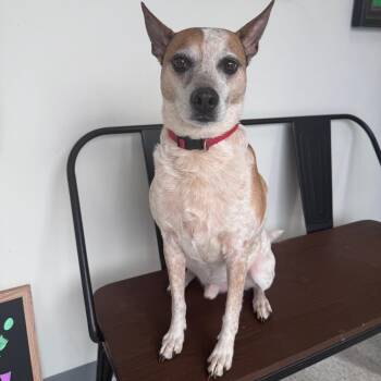 Mixed Breed Dogs Available for Adoption in Homewood, Illinois - Biscuit | PetCurious