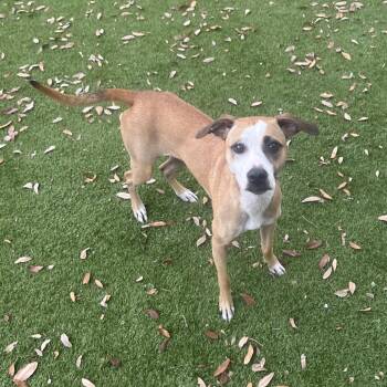 Daphne -  Mixed Breed Dog for Adoption in Port Charlotte, Florida - Daphne | PetCurious
