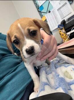 Jack Russell Terrier and Mixed Breed Dogs Available for Adoption - Kronk | PetCurious