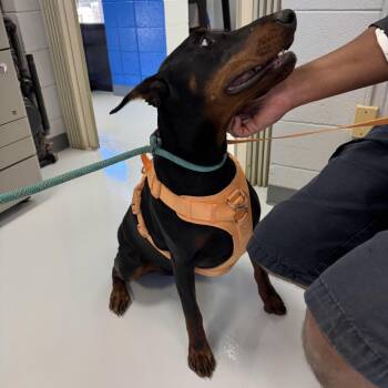 Spice -  Doberman Pinscher Dog for Adoption in Huntsville, Alabama - Spice | PetCurious