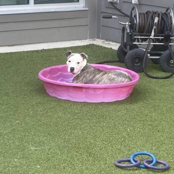 Silky -  Pit Bull Terrier Dog for Adoption in Greensboro, North Carolina - Silky | PetCurious