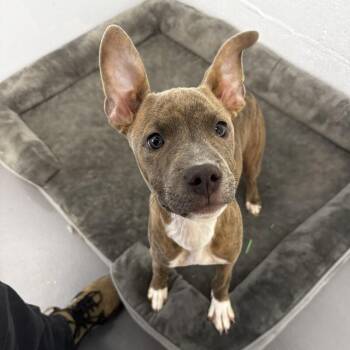 Pit Bull Terrier and Mixed Breed Dogs Available for Adoption - Petey | PetCurious