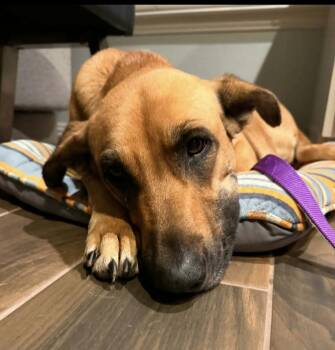 Shepherd Dogs Available for Adoption in Bethel, Vermont - Valentina | PetCurious