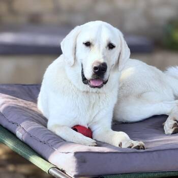 Barney -  Great Pyrenees and Mixed Breed Dog for Adoption in Boerne, Texas - Barney | PetCurious