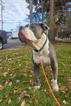 Rescue Pit Bull Terrier Dogs for Adoption in Powell Butte, Oregon - Bubba | PetCurious