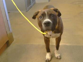 Pit Bull Terrier and Mixed Breed Dogs Available for Adoption in Sacramento, California - SPRECKELS | PetCurious