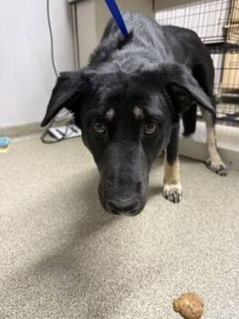 Jolene -  German Shepherd Dog and Mixed Breed Dog for Adoption in Pequot Lakes, Minnesota - Jolene | PetCurious