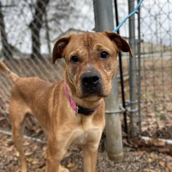 Mixed Breed Dogs Available for Adoption - Jackpot | PetCurious