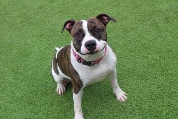 Pit Bull Terrier Dogs Available for Adoption - Holstein | PetCurious