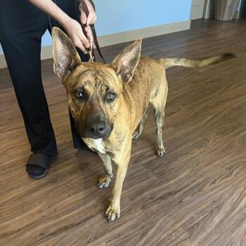 Shepherd and Mixed Breed Dogs Available for Adoption - Big Mac 4222 | PetCurious