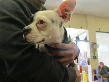 Rescue Boston Terrier Dogs for Adoption in Ocala, Florida - A371644 | PetCurious
