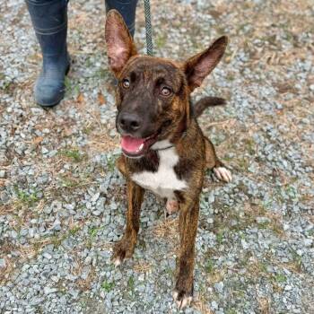 Cedar -  Shepherd and Mixed Breed Dog for Adoption in Washington, District Of Columbia - Cedar | PetCurious
