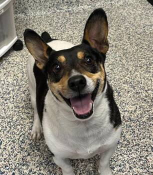 Cookie Dough -  Rat Terrier Dog for Adoption in Golden, Colorado - Cookie Dough | PetCurious