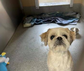 GUILLERMO -  Shih Tzu Dog for Adoption in Tustin, California - GUILLERMO | PetCurious