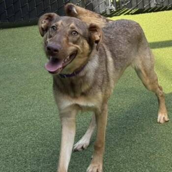 Furby -  Shepherd and Mixed Breed Dog for Adoption in Bellevue, Washington - Furby | PetCurious