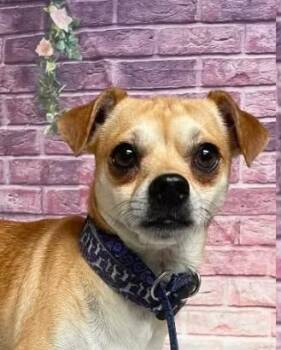 Chihuahua and Pug Dogs Available for Adoption in Boulder, Colorado - Mojo And Mocha | PetCurious