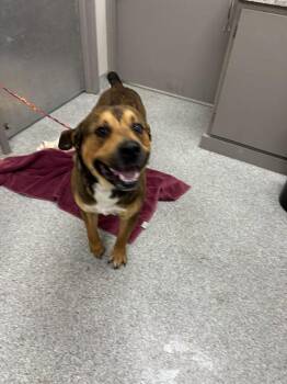 Labrador Retriever Dogs Available for Adoption in Pasadena, Texas - GUNNER | PetCurious