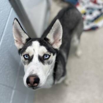 Siberian Husky Dogs Available for Adoption in Wheaton, Illinois - Leslie Knope | PetCurious
