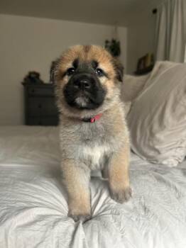 German Shepherd Dog Dogs Available for Adoption - Lennon (fka May) Red Collar | PetCurious