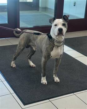 Pit Bull Terrier Dogs Available for Adoption in Derwood, Maryland - ROBIN | PetCurious