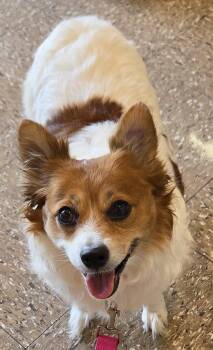 Corgi and Chihuahua Dogs Available for Adoption in Anna, Illinois - Bailey | PetCurious