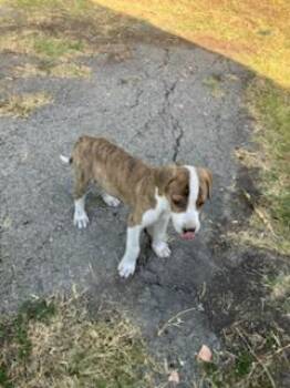 BAGEL -  Mixed Breed Dog for Adoption in Dallas, Texas - BAGEL | PetCurious