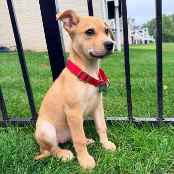Cammi -  Terrier and Mixed Breed Dog for Adoption in Jarrettsville, Maryland - Cammi | PetCurious