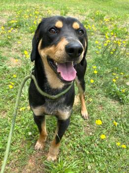 Black And Tan Coonhound Dogs Available for Adoption in Monroe, Georgia - Jack Jack | PetCurious