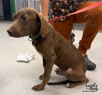KJ -  Labrador Retriever and Spaniel Dog for Adoption in Washington, District Of Columbia - KJ | PetCurious