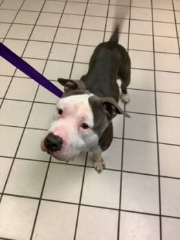 Rescue Pit Bull Terrier and Mixed Breed Dogs for Adoption in Largo, Florida - Bubbie | PetCurious