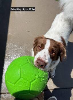 OK/Duke Riley (TX) -  Brittany Spaniel and Spaniel Dog for Adoption in Baldwinsville, New York - OK/Duke Riley (TX) | PetCurious