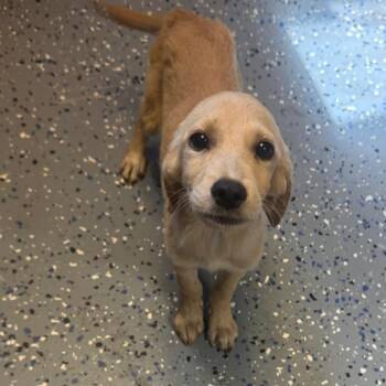 TUSC-Stray-85869 -  Labrador Retriever and Hound Dog for Adoption in Tuscaloosa, Alabama - TUSC-Stray-85869 | PetCurious
