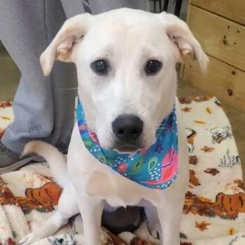 Rescue Labrador Retriever Dogs for Adoption in Woolwich, Maine - Tootsie | PetCurious