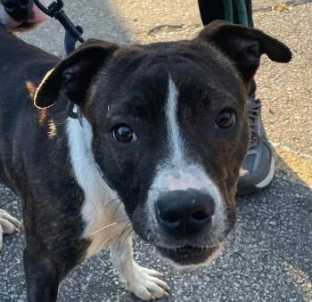 Mulder -  Mixed Breed Dog for Adoption in Cincinnati, Ohio - Mulder | PetCurious