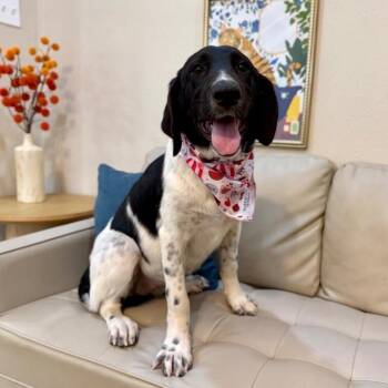 Gracie Lou Big Paws Bigger Heart -  Great Pyrenees and German Shorthaired Pointer Dog for Adoption in Friendswood, Texas - Gracie Lou Big Paws Bigger Heart | PetCurious
