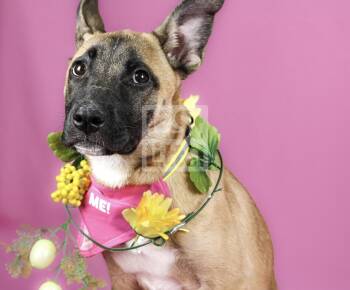 German Shepherd Dog Dogs Available for Adoption - Violet  | PetCurious