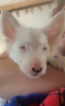 Remus -  Border Collie Dog for Adoption in East Greenville, Pennsylvania - Remus | PetCurious