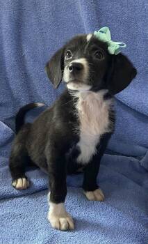 Chloe -  Beagle Dog for Adoption in Newport, Kentucky - Chloe | PetCurious