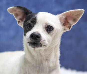 Rescue Chihuahua Dogs for Adoption in Casa Grande, Arizona - Grandpa | PetCurious