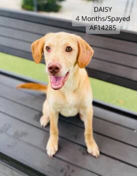Labrador Retriever and Mixed Breed Dogs Available for Adoption - Daisy | PetCurious