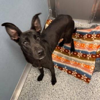 Shepherd Dogs Available for Adoption - Dawn | PetCurious