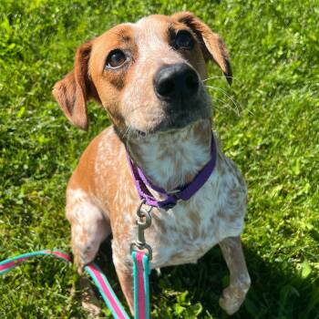 Mixed Breed Dogs Available for Adoption in Canal Winchester, Ohio - Anna  | PetCurious